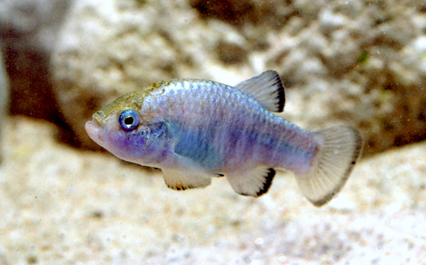 Amargosa pupfish from Death Valley region